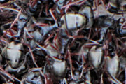 Ant (Dolichoderus doriae) (Dolichoderus doriae)